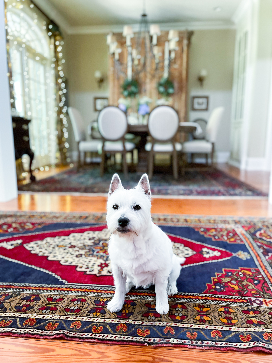 dining room and dog