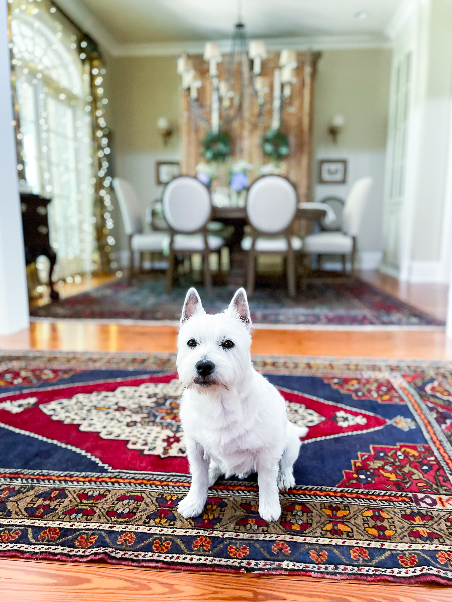 dining room and dog