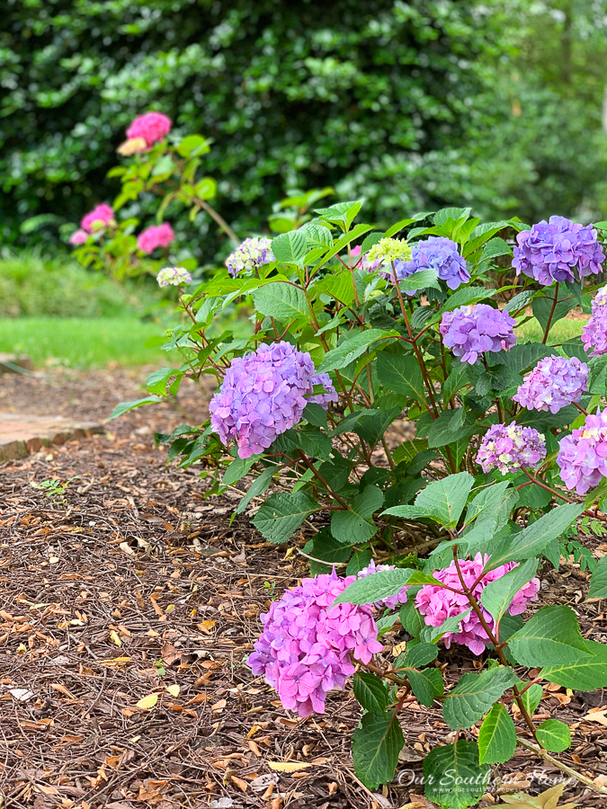 hydrangea