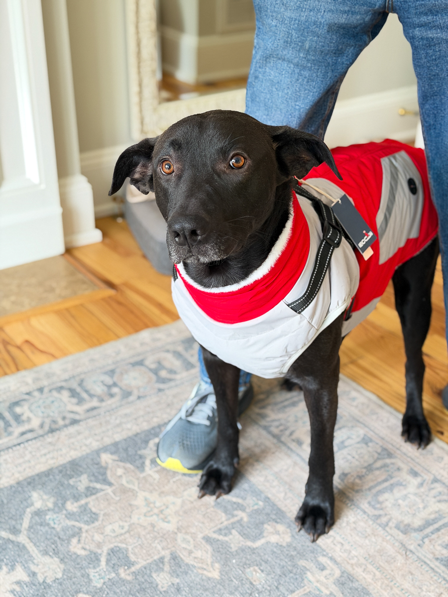 lab mix dog wearing a winter jacket indoors.