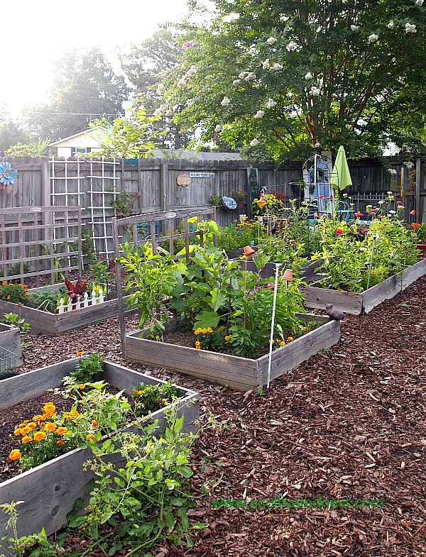 vegetable-garden-raised-beds