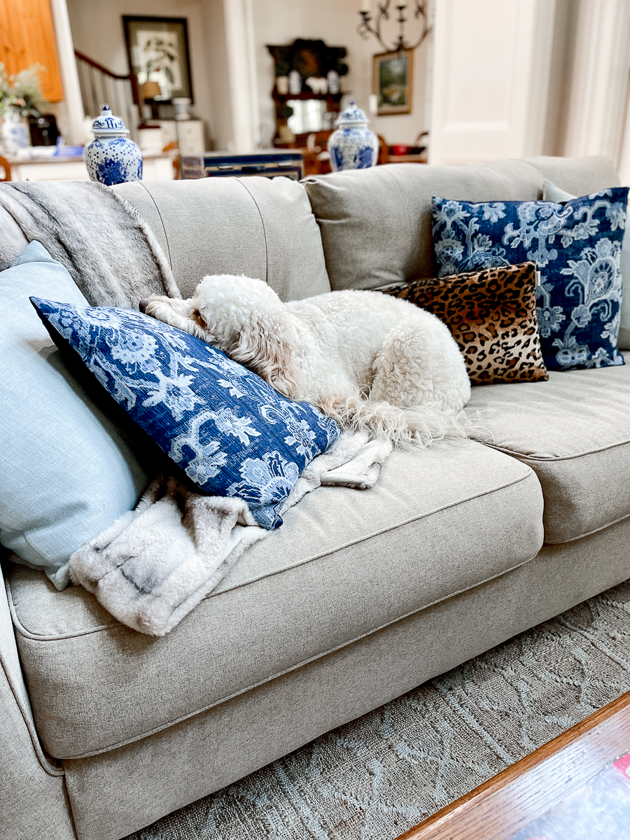 labradoodle on the couch