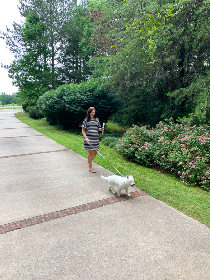 dog being walked