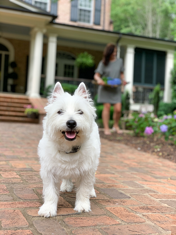 westie walking on brick path