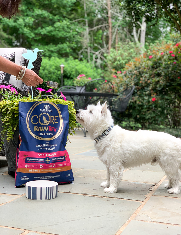 dog being fed food outside