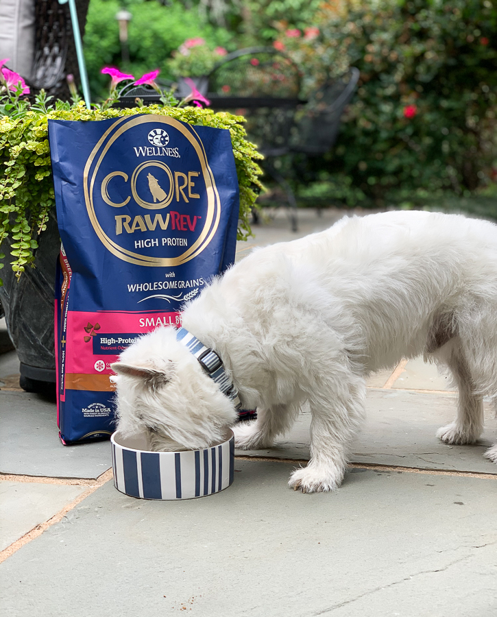 westie dog eating