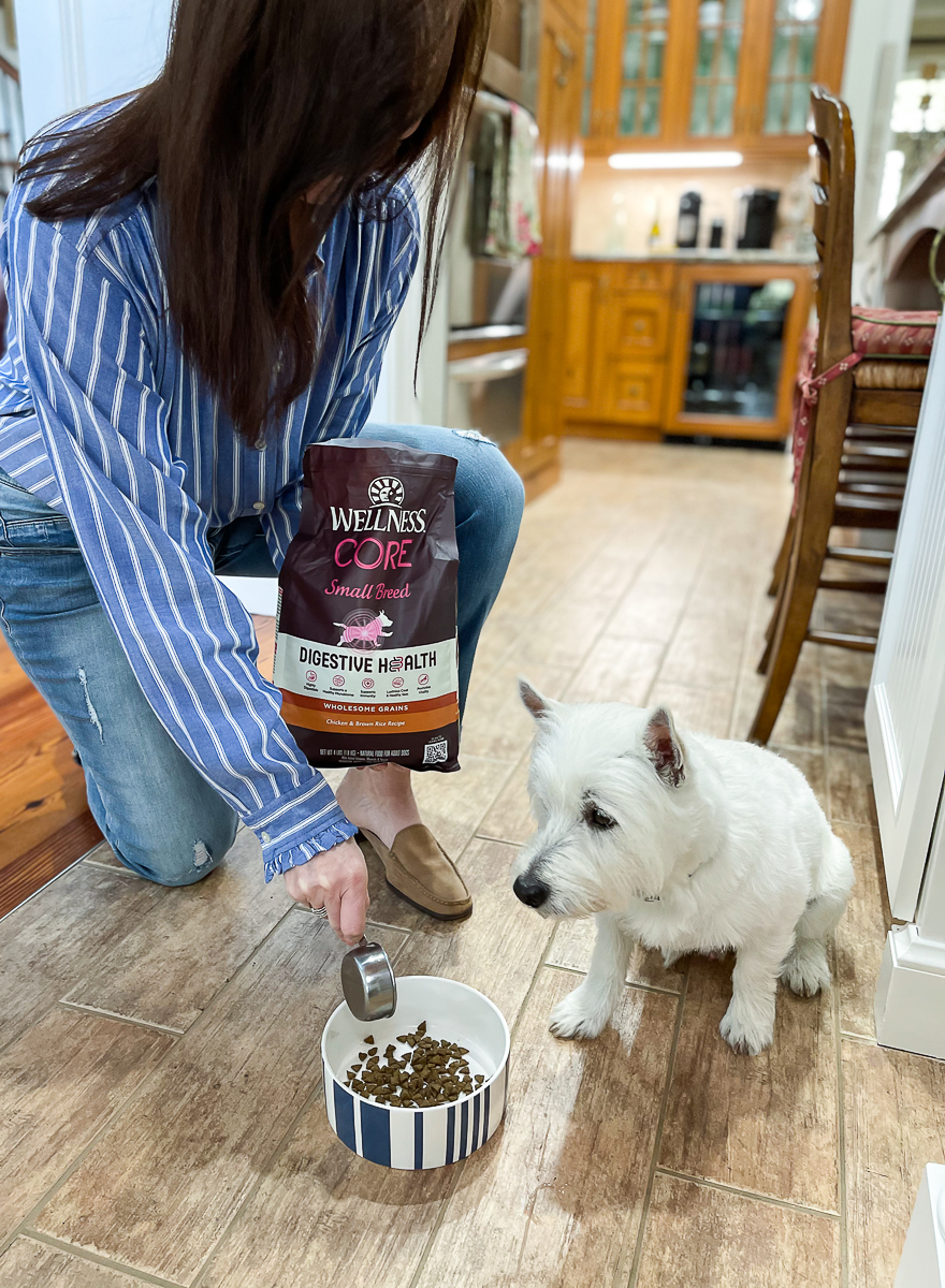 dog eating digestive health food