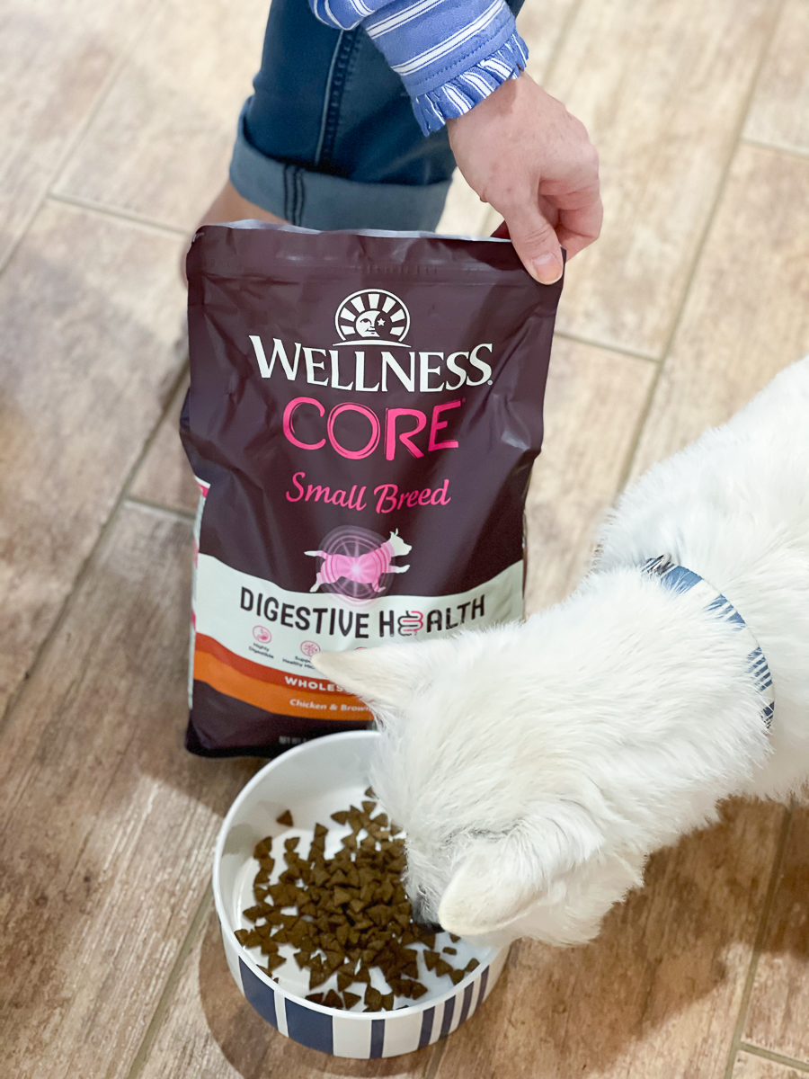 dog eating food