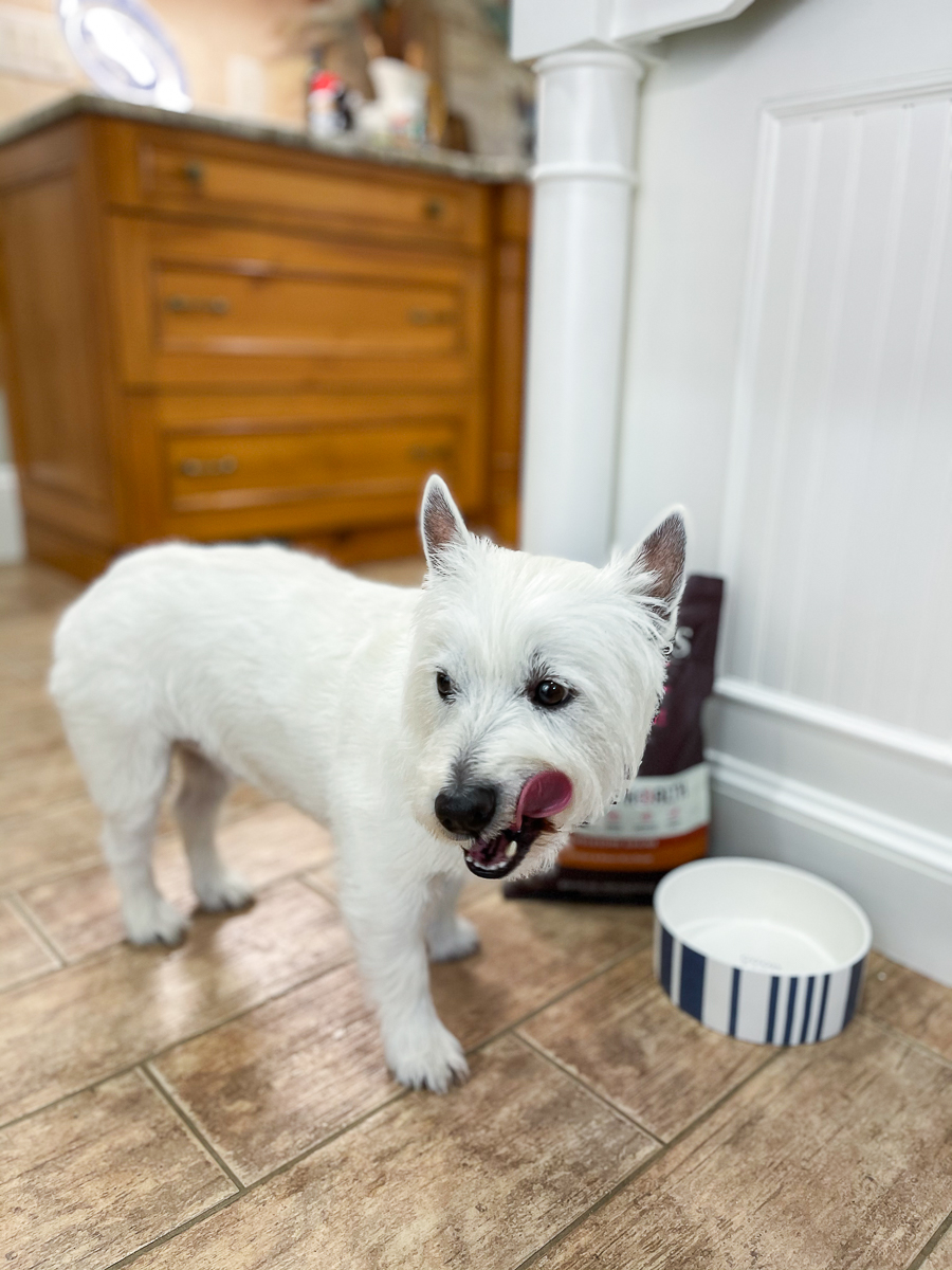 dog licking lips