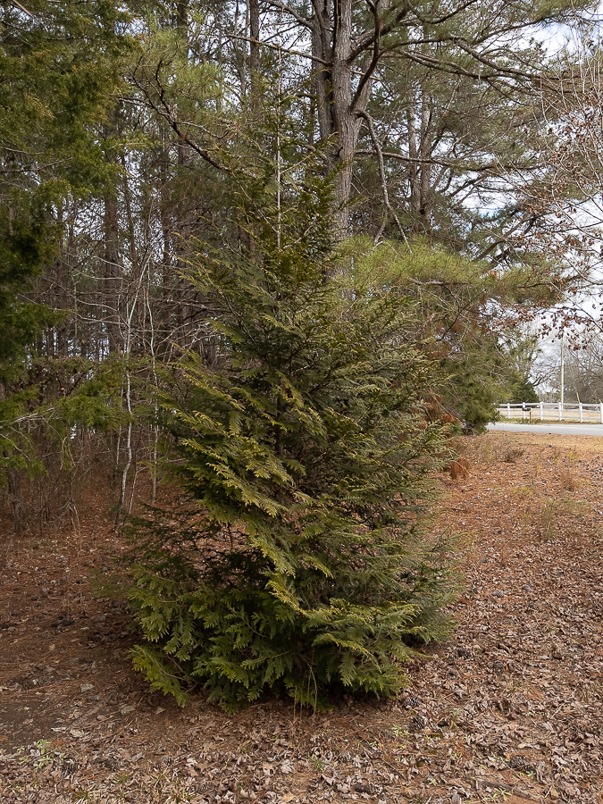 tree in the woods used for the winter floral arrangements